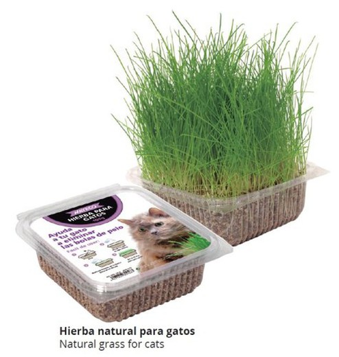 Gatos Hierba Natural Elimina Pelos  0056