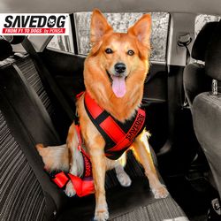 Arn茅s Seguridad Perro Ponsa Savedog