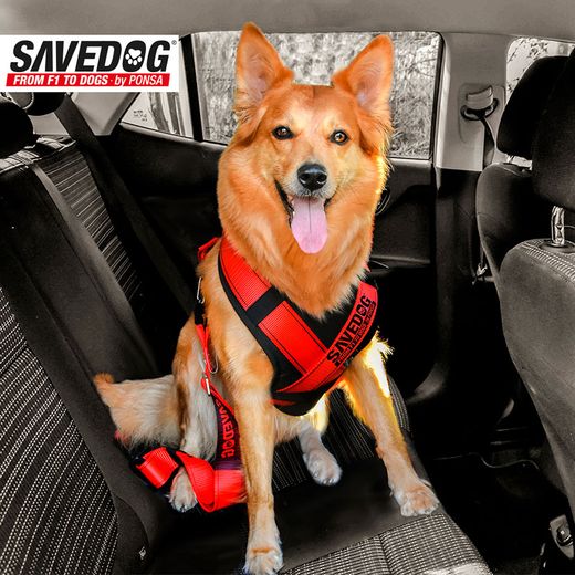 Arn茅s Seguridad Perro Ponsa Savedog