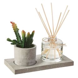 Caixa de Aromas + Planta 20X10 Cm.